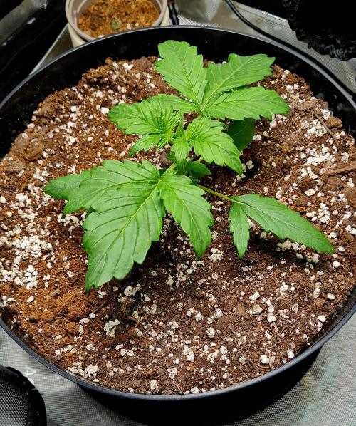 Purple Medicine. Week 3