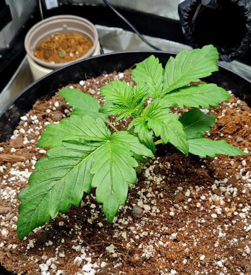 Purple Medicine. Week 3