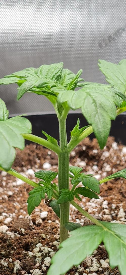 Purple Medicine. Week 3