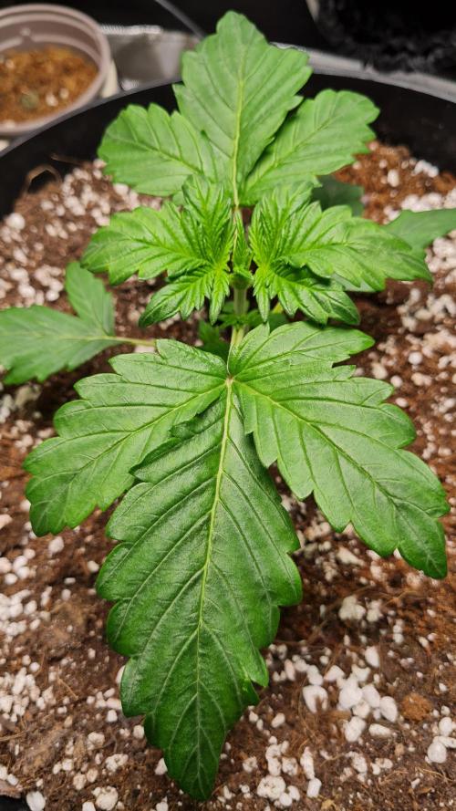 Purple Medicine. Week 3