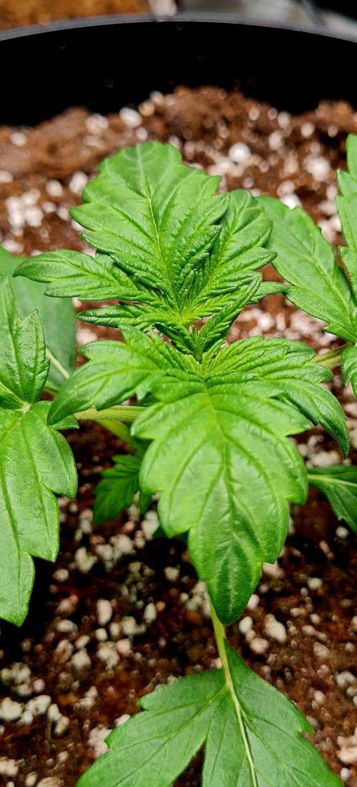 Purple Medicine. Week 3