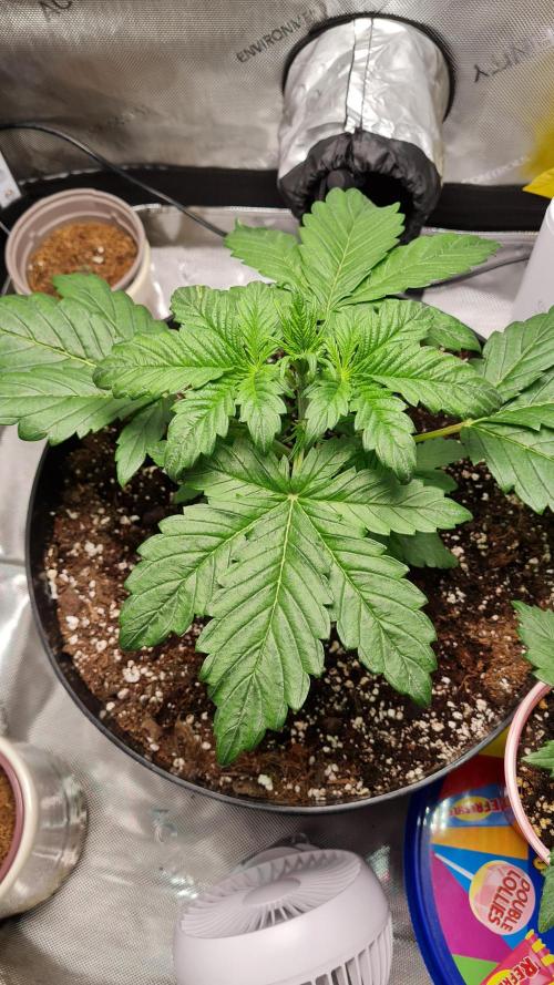 Purple Medicine. Week 4 - Start of the week before training.
