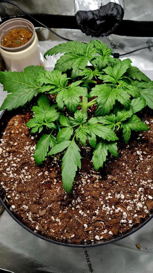 Purple Medicine. Week 4