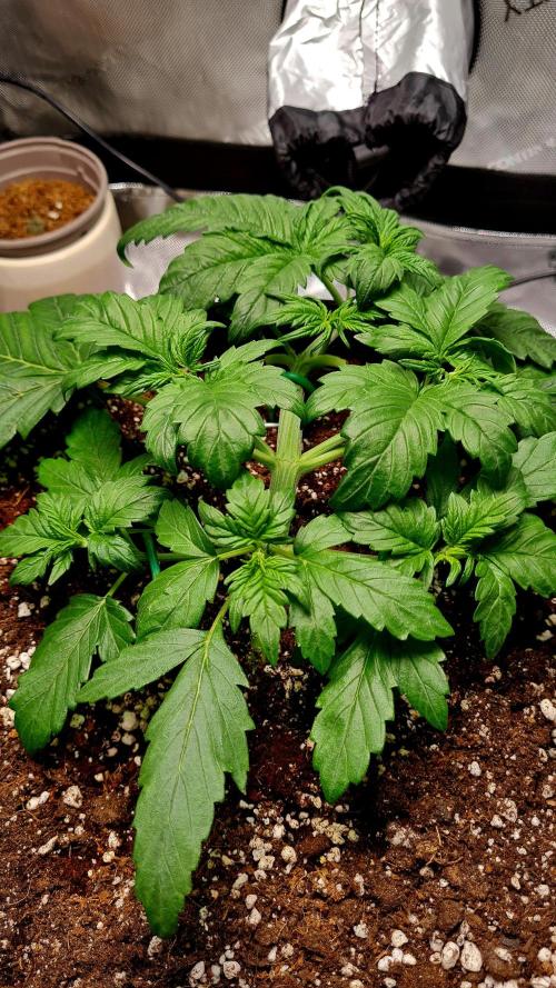 Purple Medicine. Week 4
