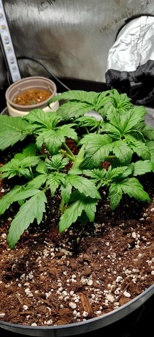 Purple Medicine. Week 4