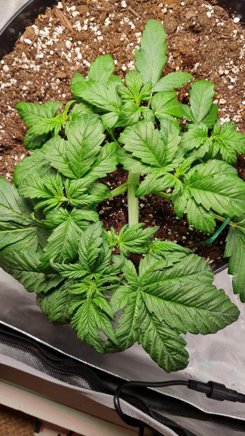 Purple Medicine. Week 4