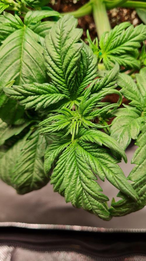 Purple Medicine. Week 4
