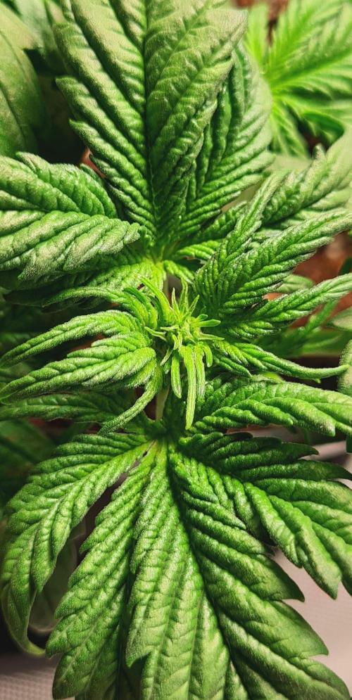Purple Medicine. Week 4