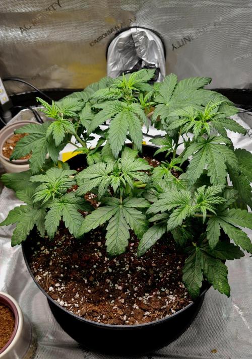 Purple Medicine. Week 5
