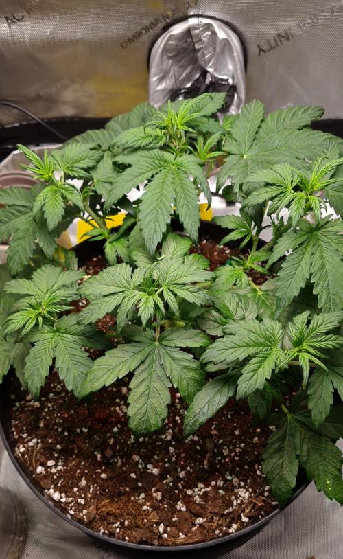 Purple Medicine. Week 5