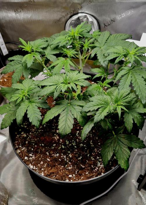 Purple Medicine. Week 5
