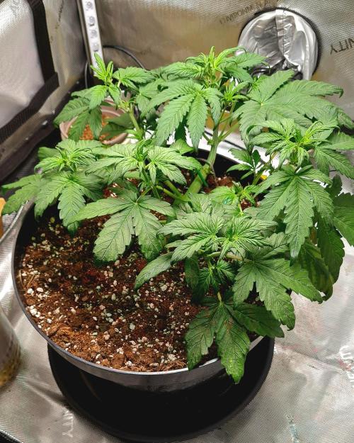 Purple Medicine. Week 5