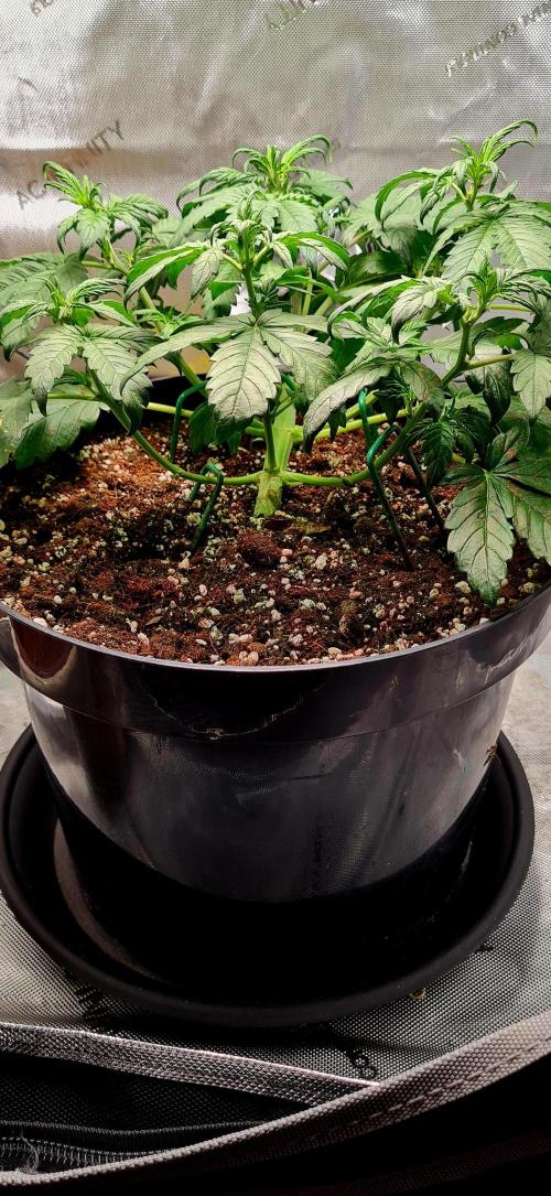 Purple Medicine. Week 5