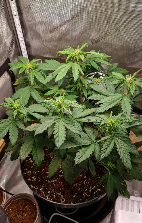 Purple Medicine. Week 6