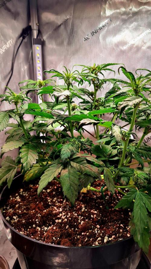 Purple Medicine. Week 6
