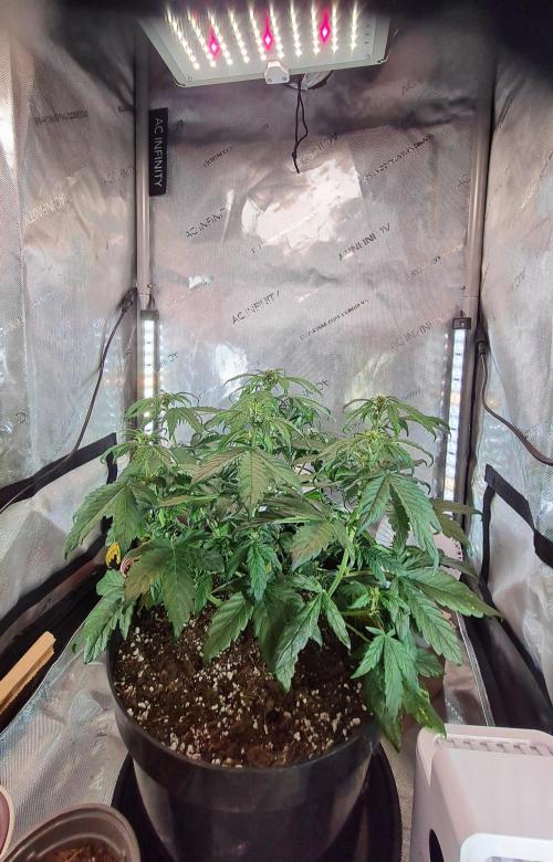 Purple Medicine. Week 6