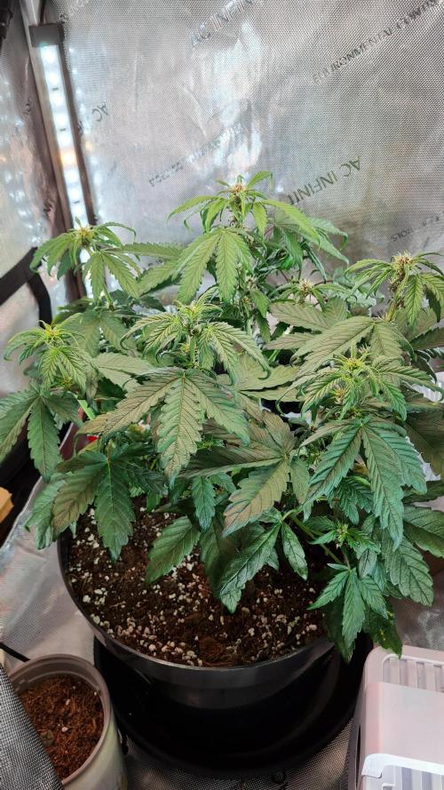 Purple Medicine. Week 6