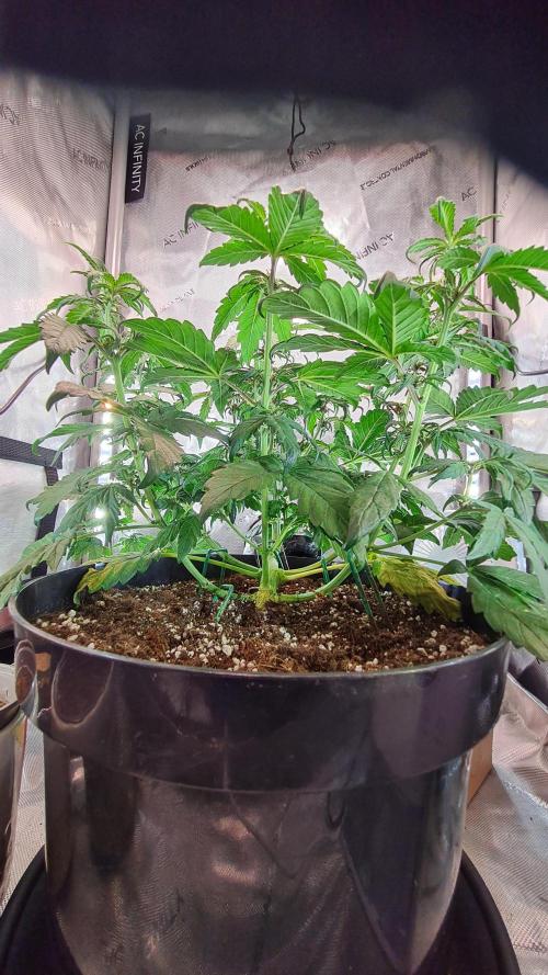 Purple Medicine. Week 6