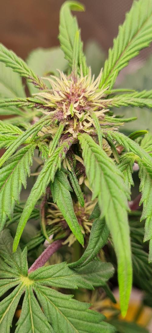 Purple Medicine. Week 6