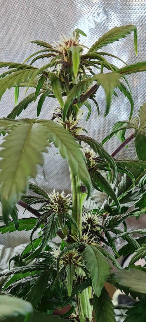 Purple Medicine. Week 6