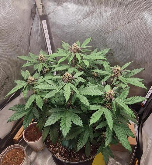Purple Medicine. Week 7