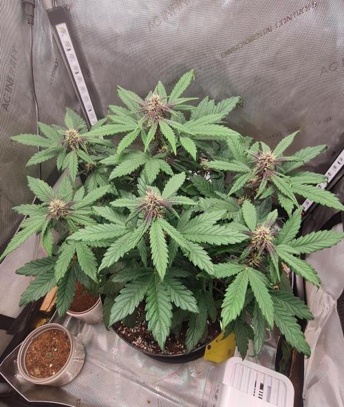 Purple Medicine. Week 7