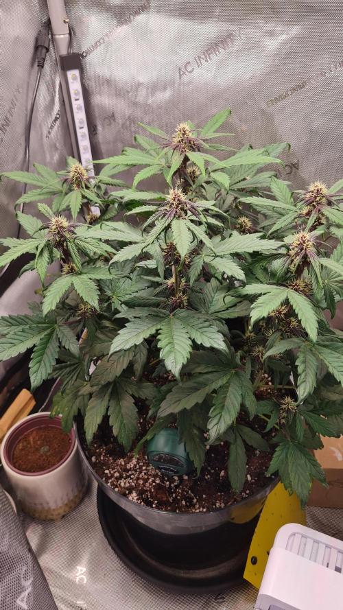 Purple Medicine. Week 7
