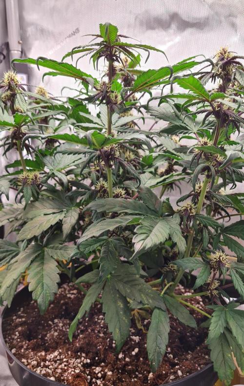 Purple Medicine. Week 7
