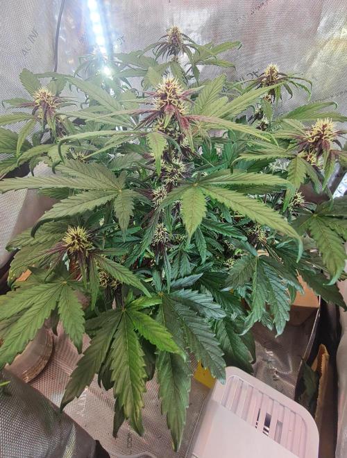 Purple Medicine. Week 7