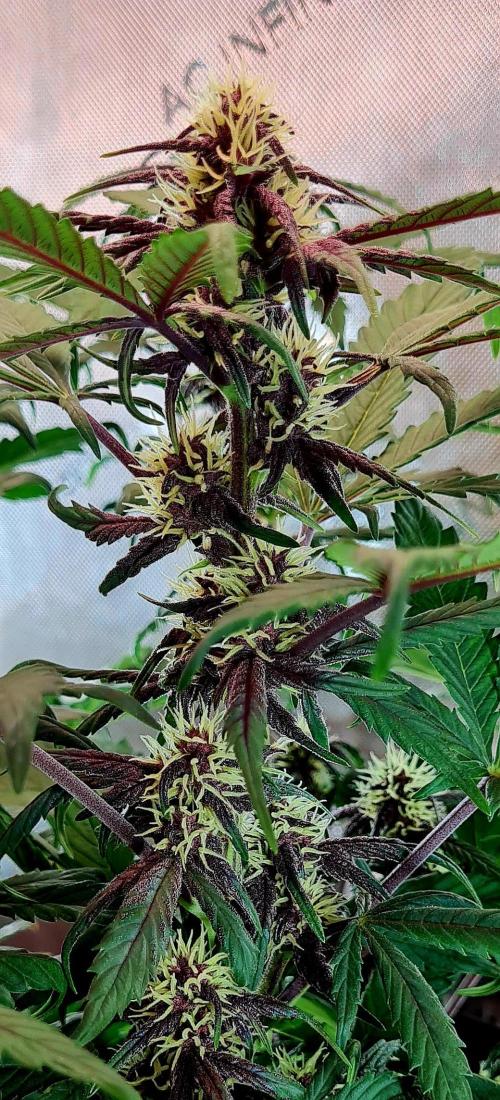 Purple Medicine. Week 7