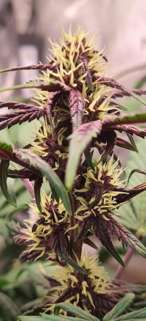 Purple Medicine. Week 7