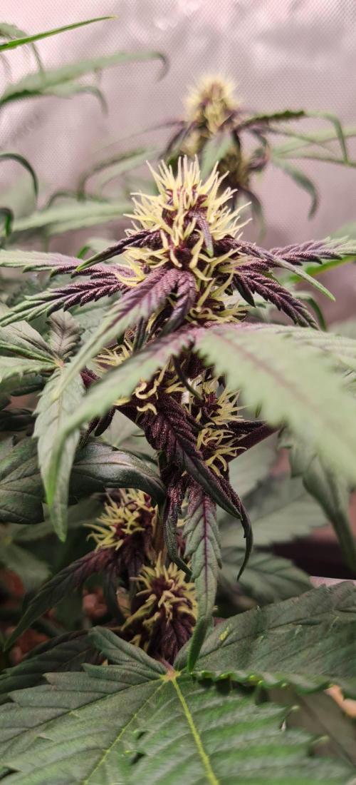 Purple Medicine. Week 7