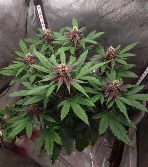 Purple Medicine. Week 8
