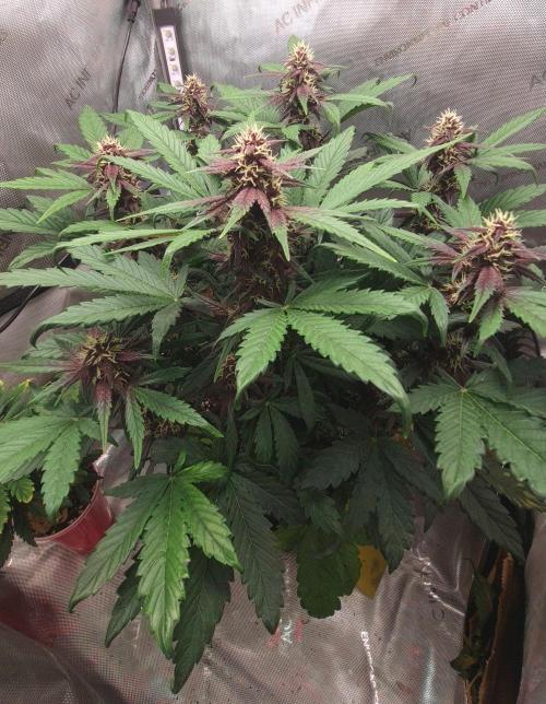 Purple Medicine. Week 8