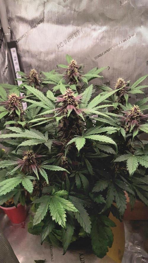 Purple Medicine. Week 8