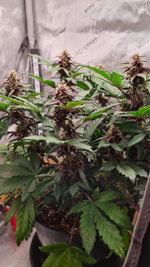 Purple Medicine. Week 8