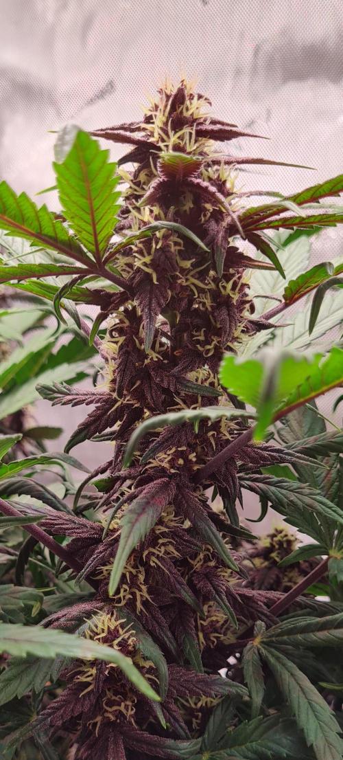 Purple Medicine. Week 8