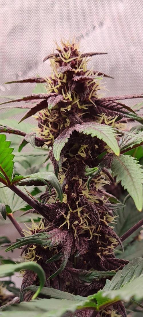 Purple Medicine. Week 8