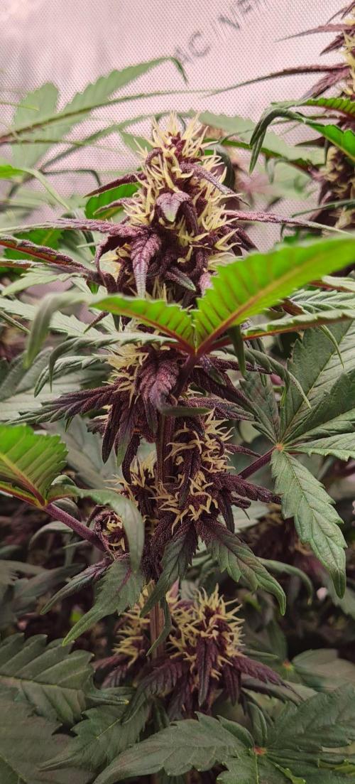 Purple Medicine. Week 8