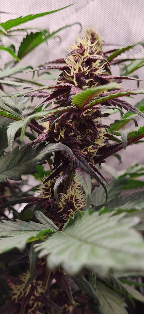 Purple Medicine. Week 8