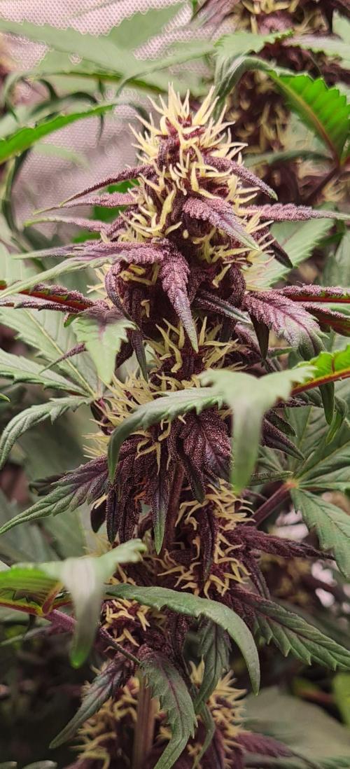 Purple Medicine. Week 8