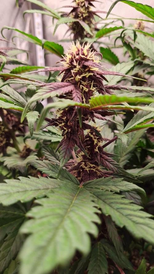 Purple Medicine. Week 8