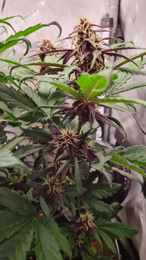 Purple Medicine. Week 8
