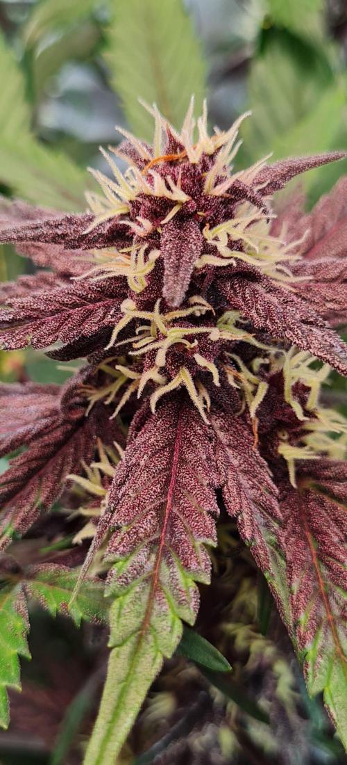 Purple Medicine. Week 8
