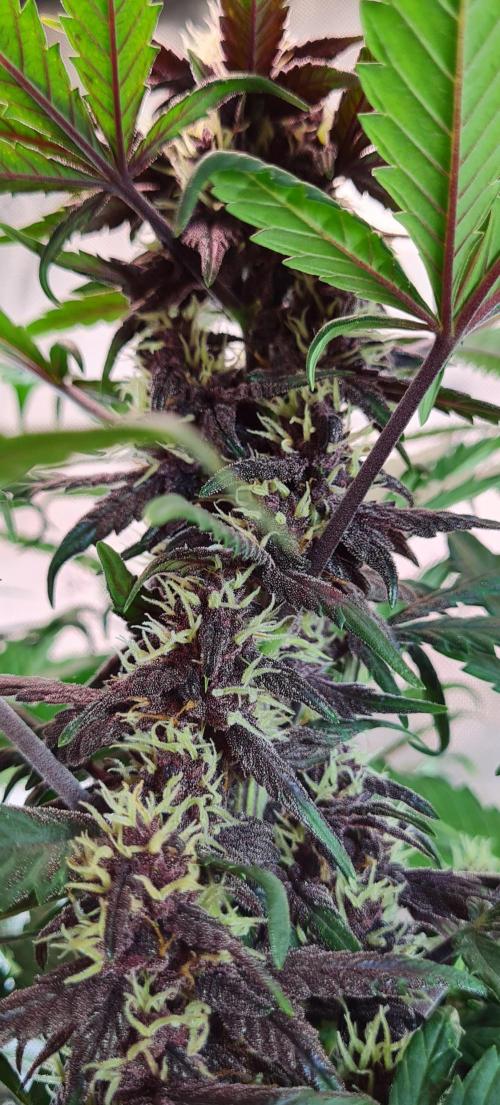 Purple Medicine. Week 8