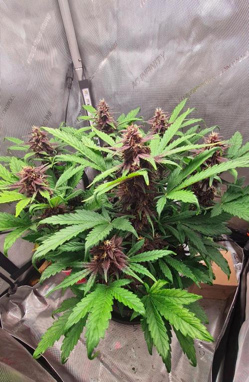 Purple Medicine. Week 9