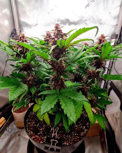 Purple Medicine. Week 9