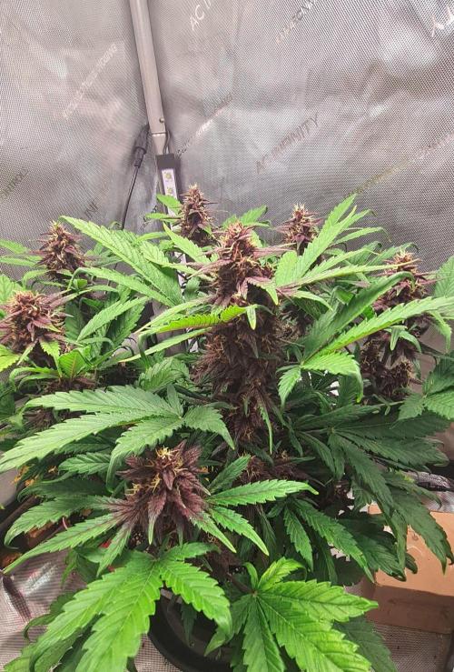 Purple Medicine. Week 9