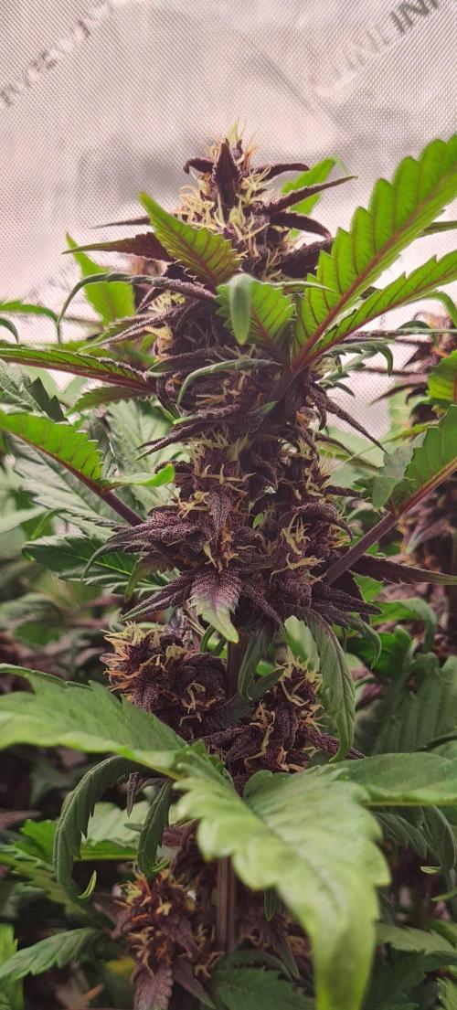 Purple Medicine. Week 9