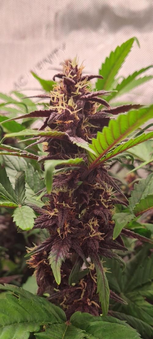 Purple Medicine. Week 9